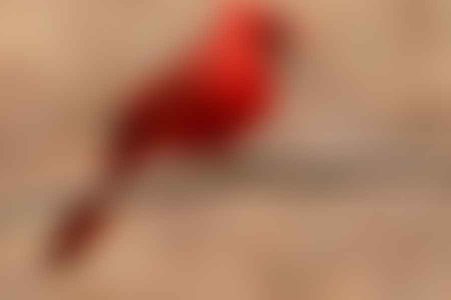 Appalachian folklore red cardinal